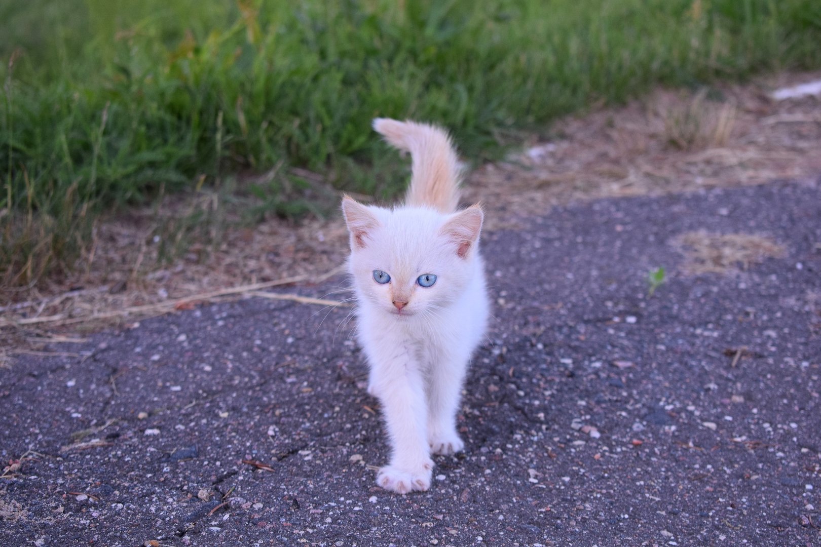 Сексуальный котенок на улице