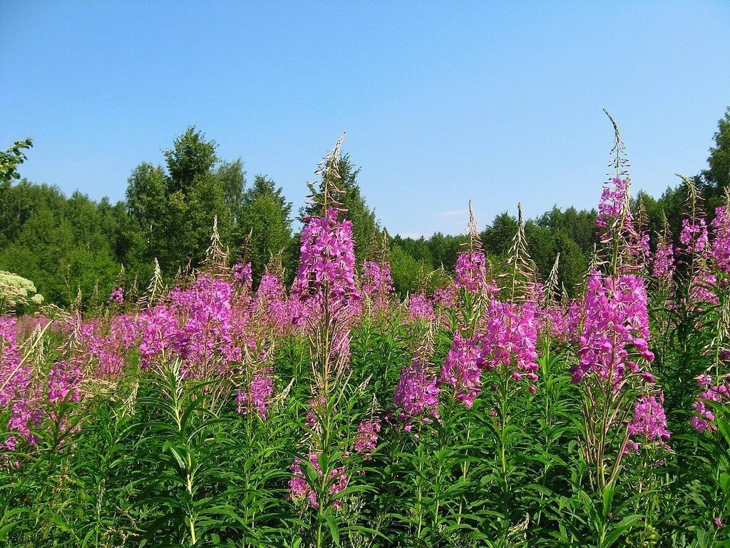 Фото Иван Чая Крупным Планом В Природе Фото Иван Чая Крупным Планом В Природе