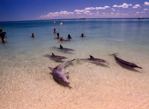 Люди и дельфины