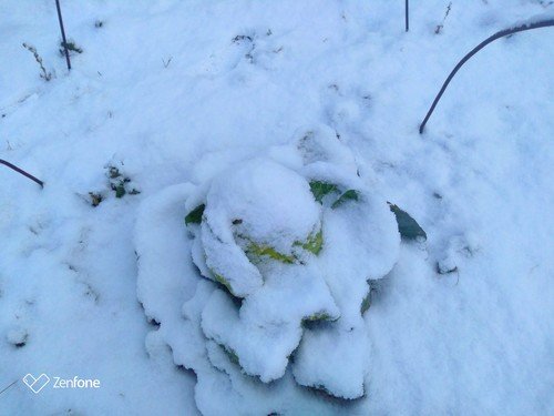 Снежная капуста