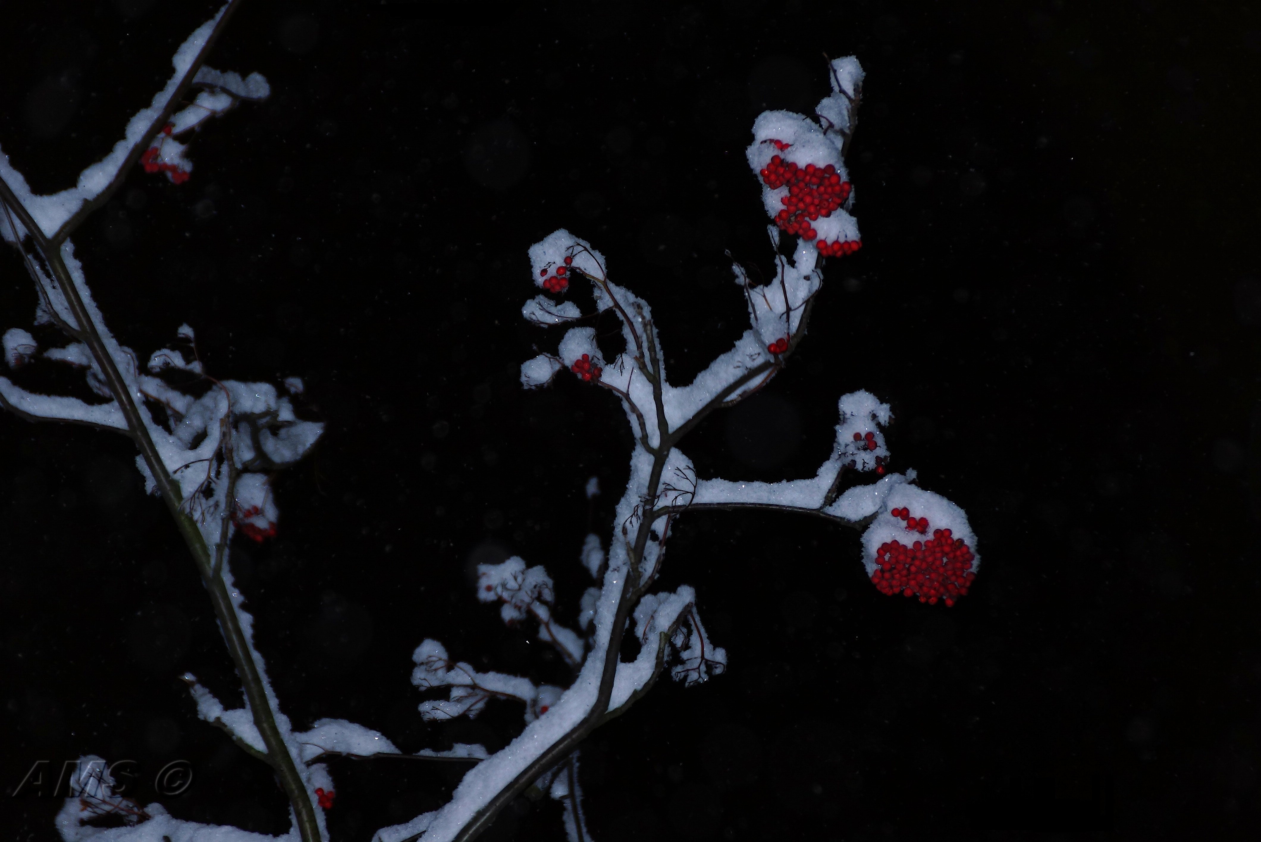 гладиолус рябина на снегу фото