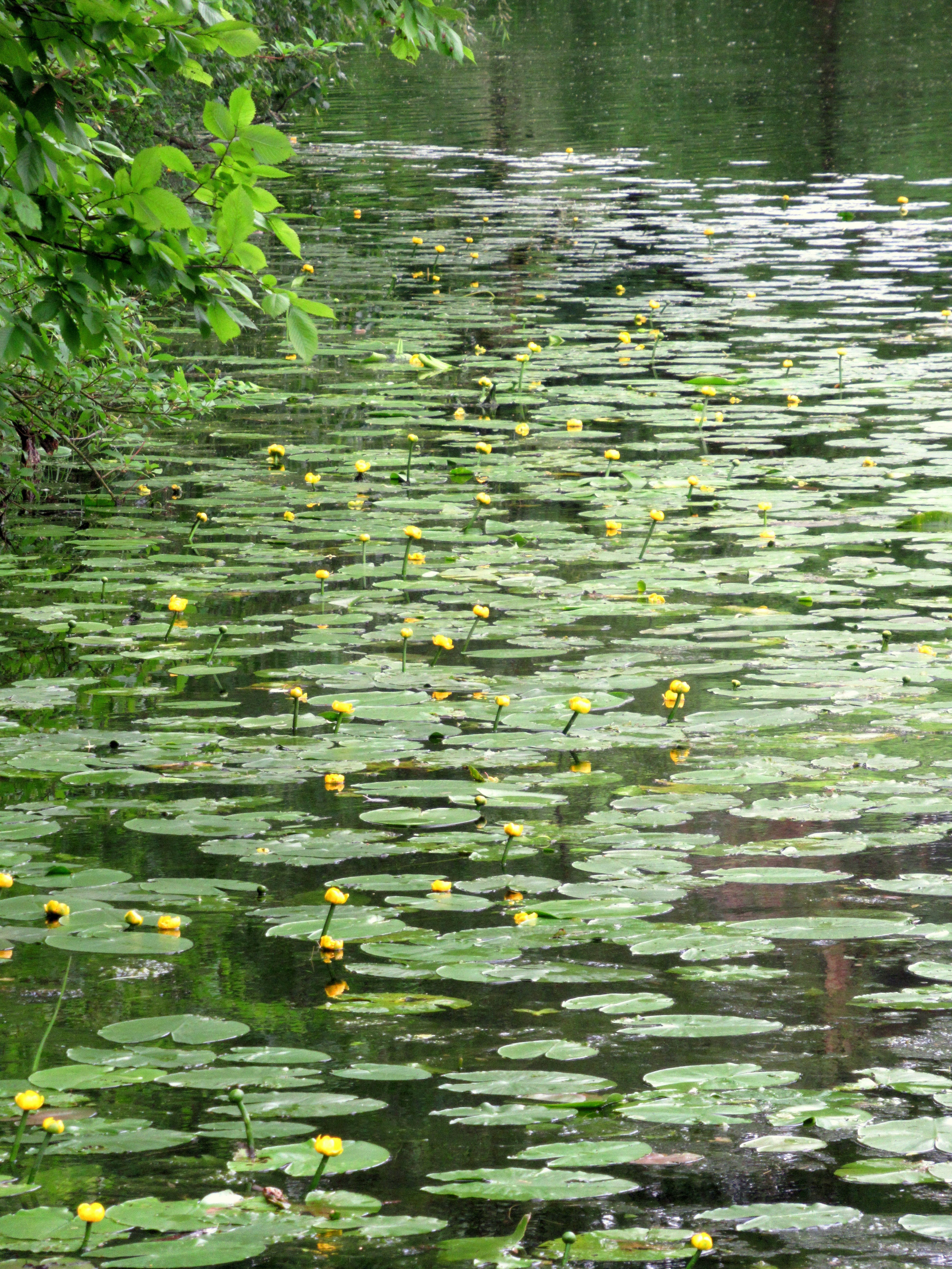 желтые кувшинки на воде фото