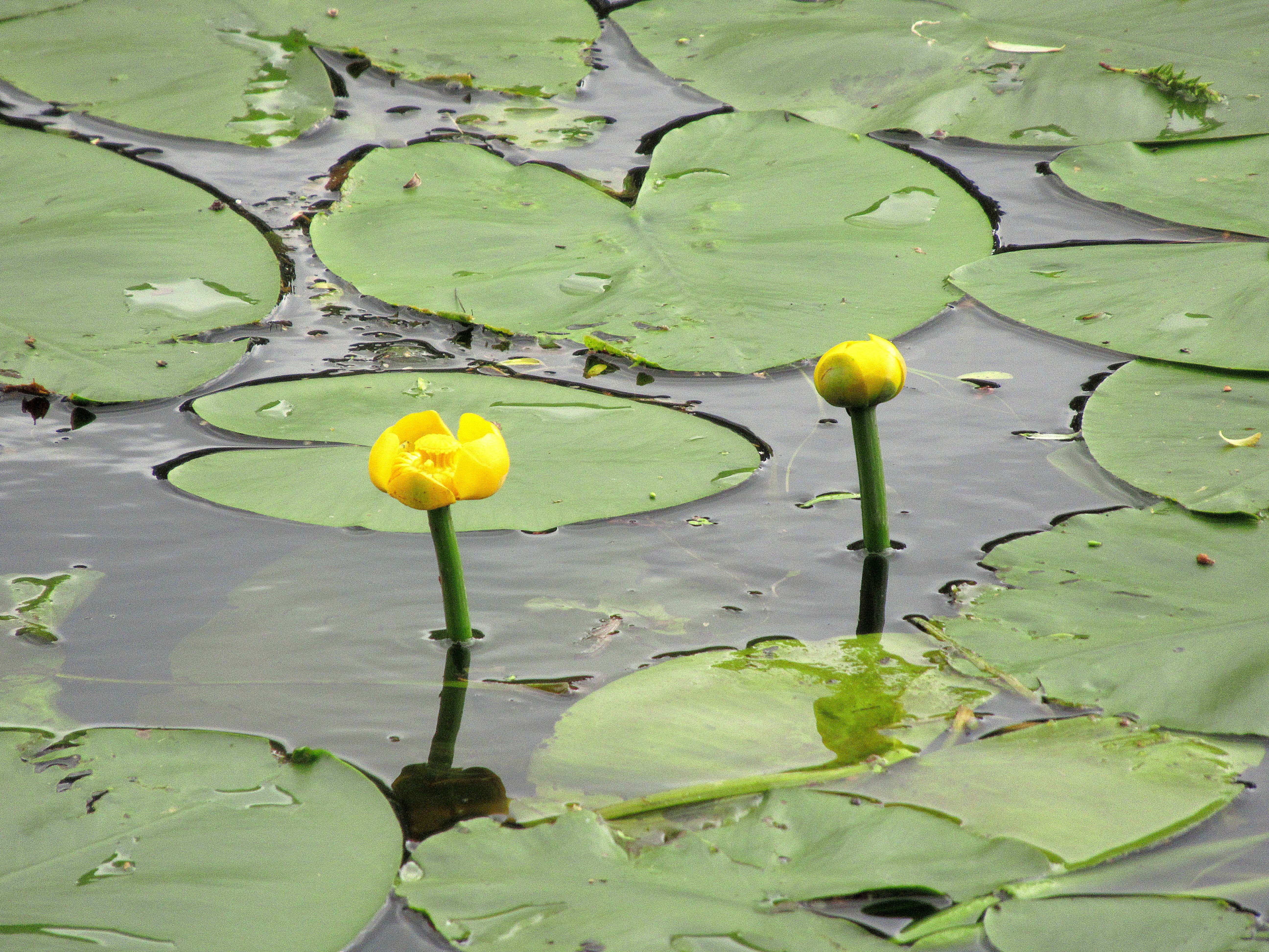 Желтая кувшинка на воде. Кубышка японская Nuphar japonica. Кувшинка желтая кубышка. Кубышка желтая (Nuphar lutea). Кубышка Болотная.