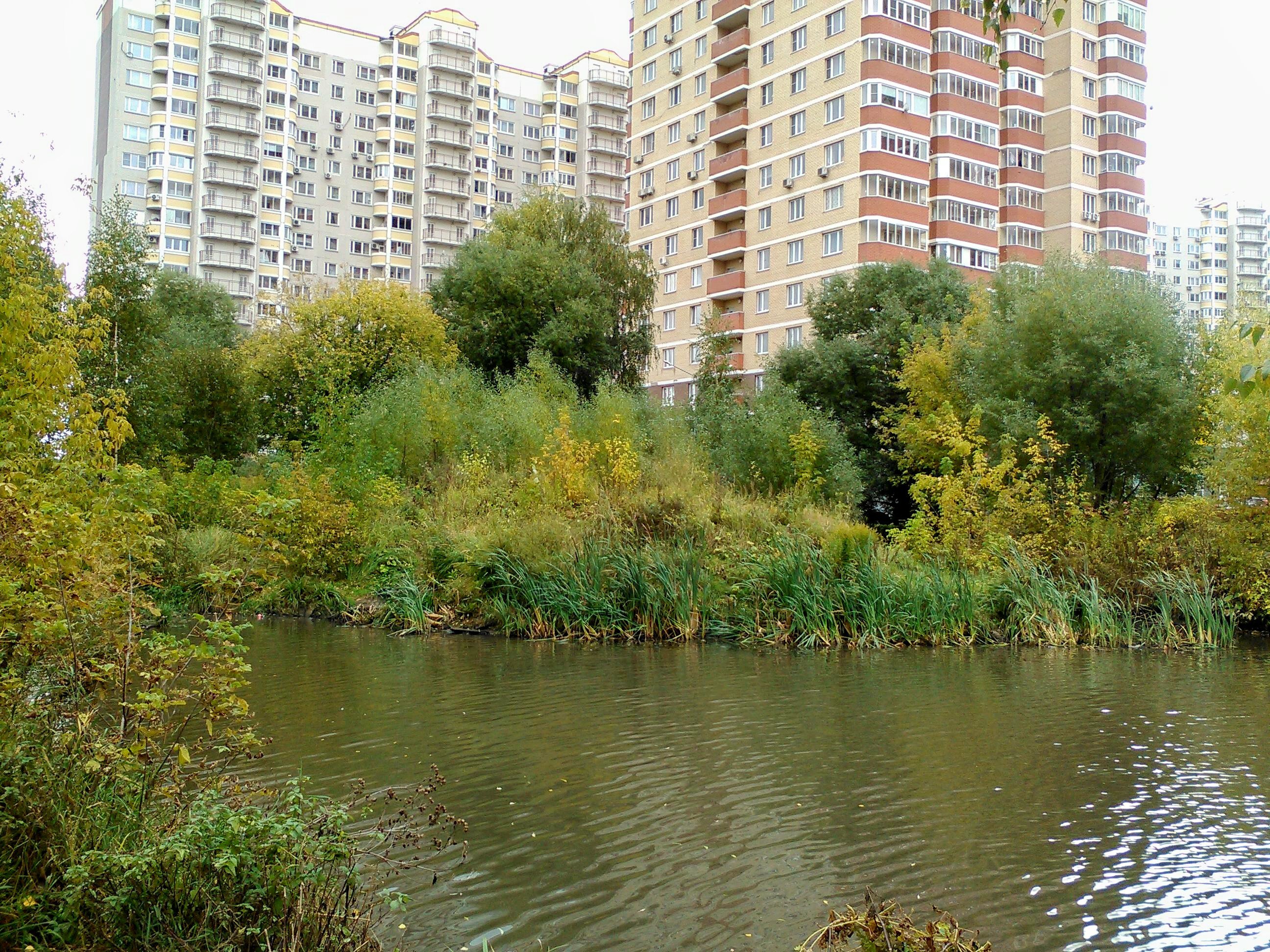 Заросший берег. Заросший берега в Екатеринбурге. Зарастали берега или заростали.