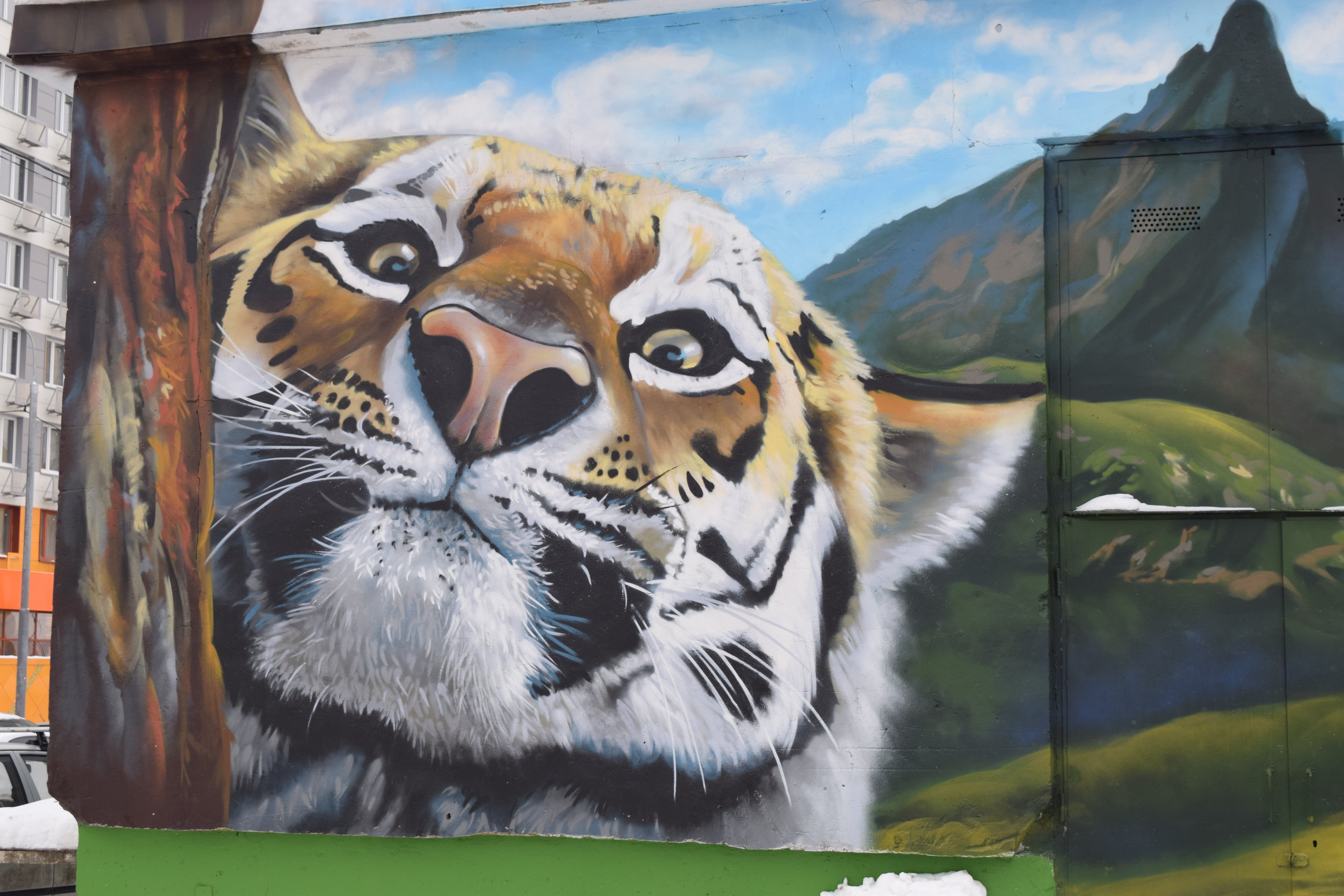 Граффити тигра на стене