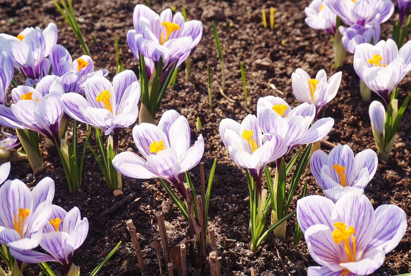 Апрель крокусы. Крокусы многолетние. Крокус Геел. Crocus Zephyrus.