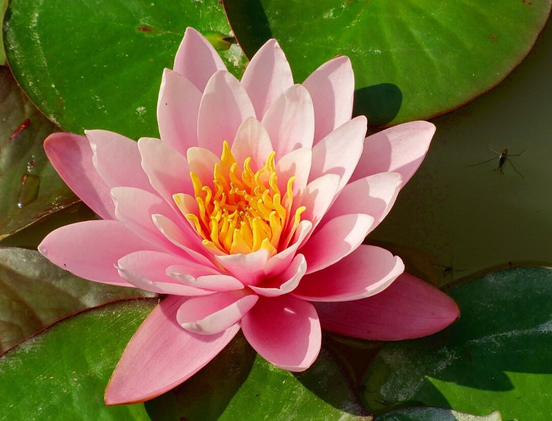 Водяная лилия 8. Кувшинка. Водяная Лилия. Лотос цветок. Лотос цветок Радужный.
