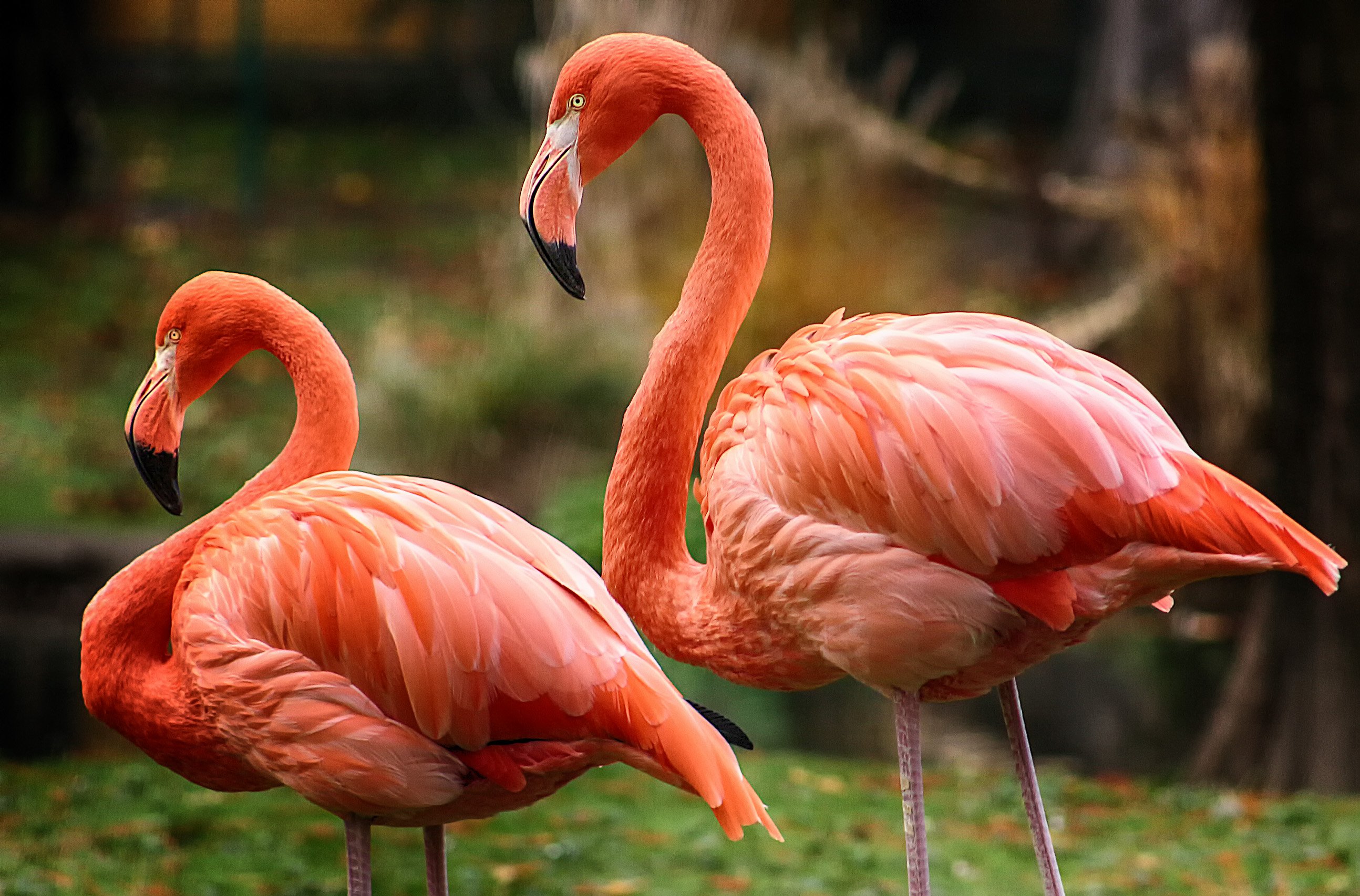 Фламинго интересная. Розовый Фламинго птица. Фламинго обыкновенный розовый. Красный Фламинго Южная Америка. Розовый Фламинго фото птицы.