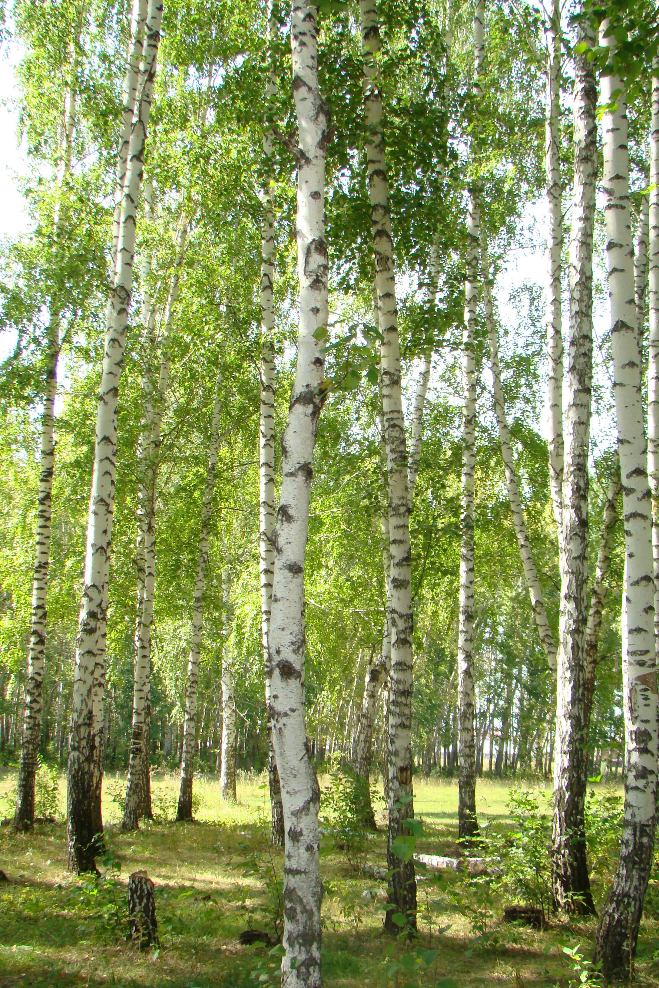 Birch фото. Березовая роща береза повислая. Березы среднего Урала. Береза Белоруссия. Карликовая Березовая роща.