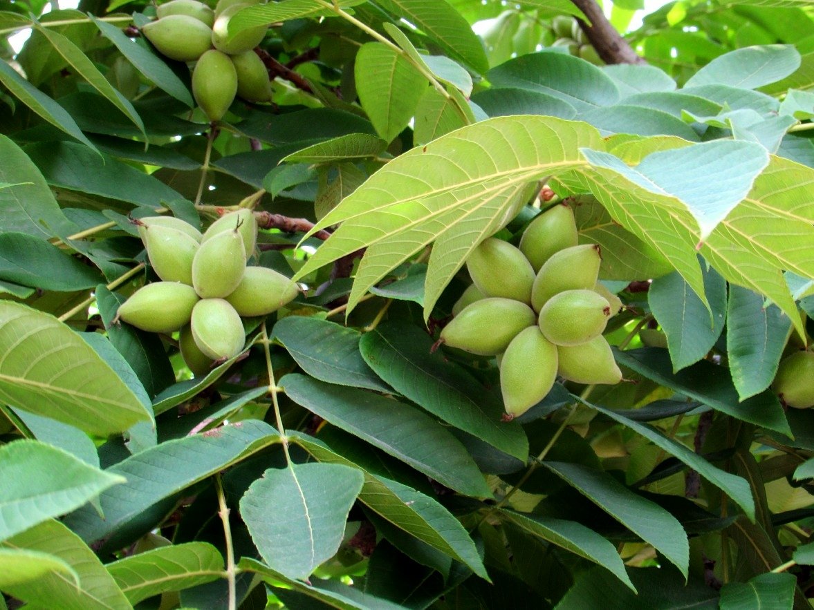 Орех маньчжурский(Juglans mandshurica Maxim)