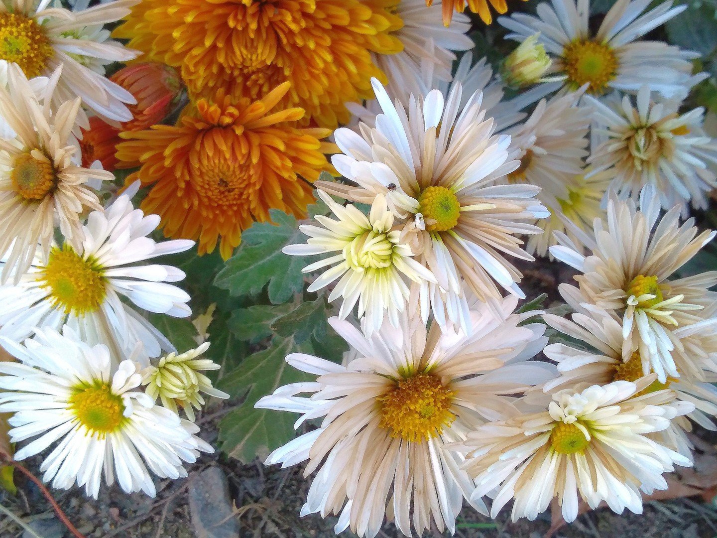 Ноябрьские хризантемы. Цветы инта