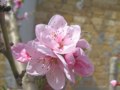 Нежное цветение персика