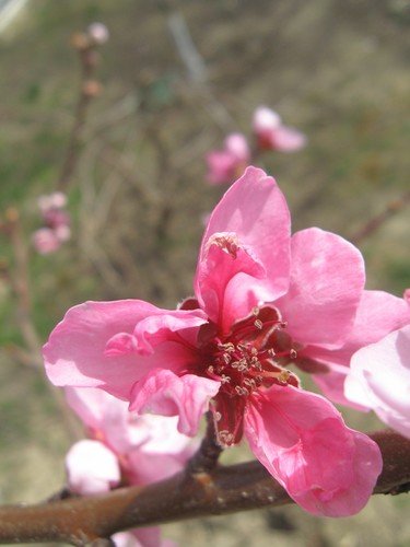 Цветение персика.