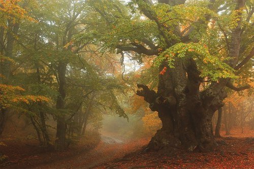 Сказочный лес Демерджи