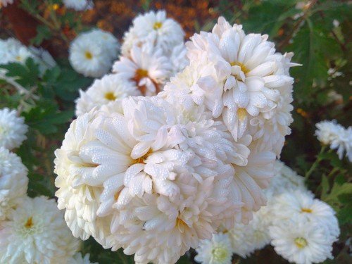 Белые шары хризантем.