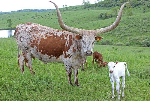 Необычные животные-коровы ватусси.