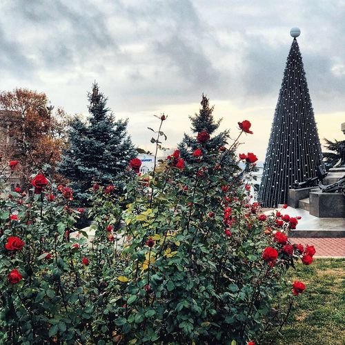 Ёлка и розы в Севастополе.
