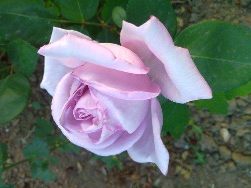 Нежная и очень ароматная роза.