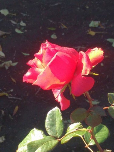 Ноябрьская роза перед морозом!