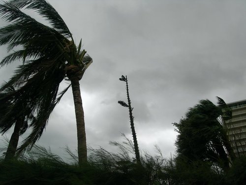 Араукария борется с ураганом