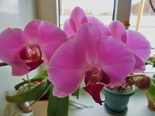 Дивные орхидеи!