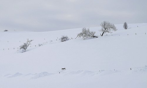 Белое безмолвие