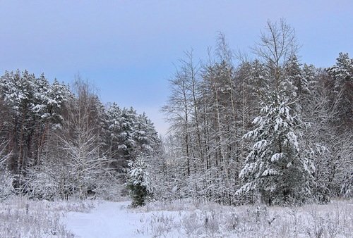 зимний лес