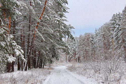 дорога в январский лес