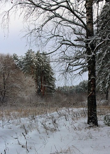 январский пейзаж