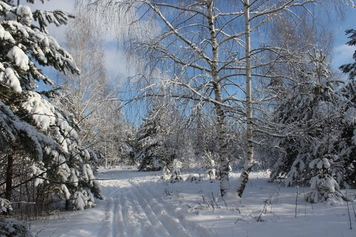 лыжня в зимнюю сказку