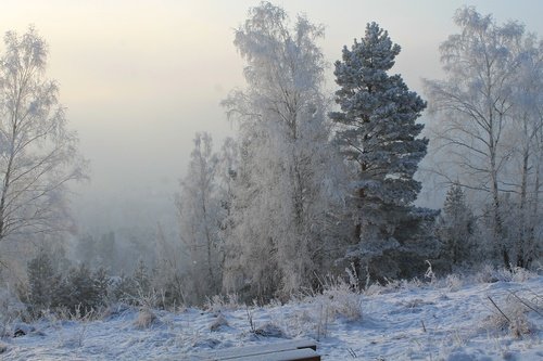 Зимний пейзаж в тумане
