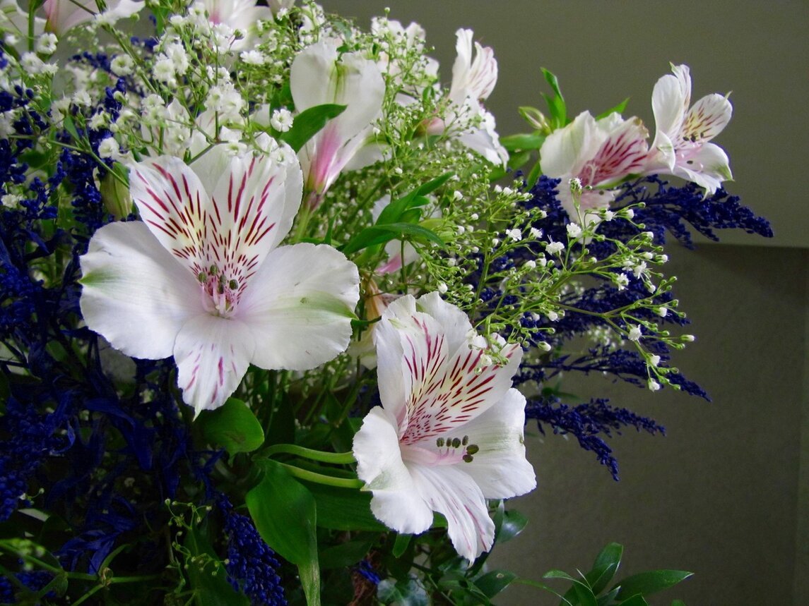 Цветы для букетов альстромерия фото