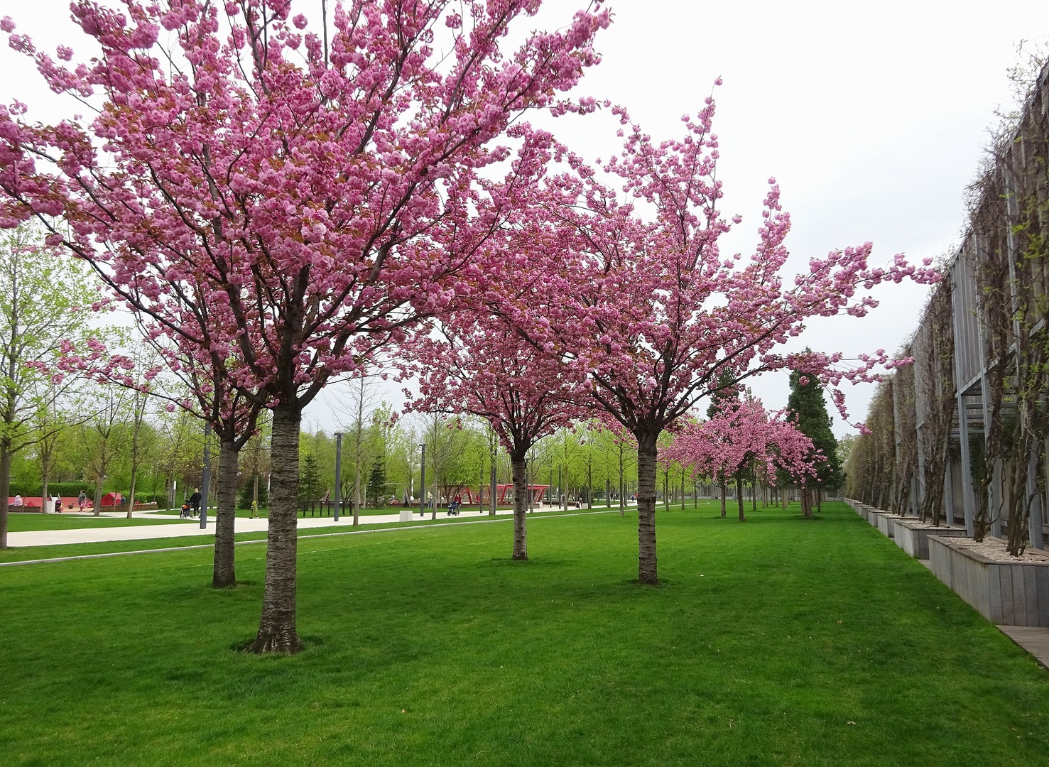 Парк сакуры в краснодаре. Парк Галицкого Сакура. Сакура в цвету. Сакура дерево в Ботаническом саду Питера.