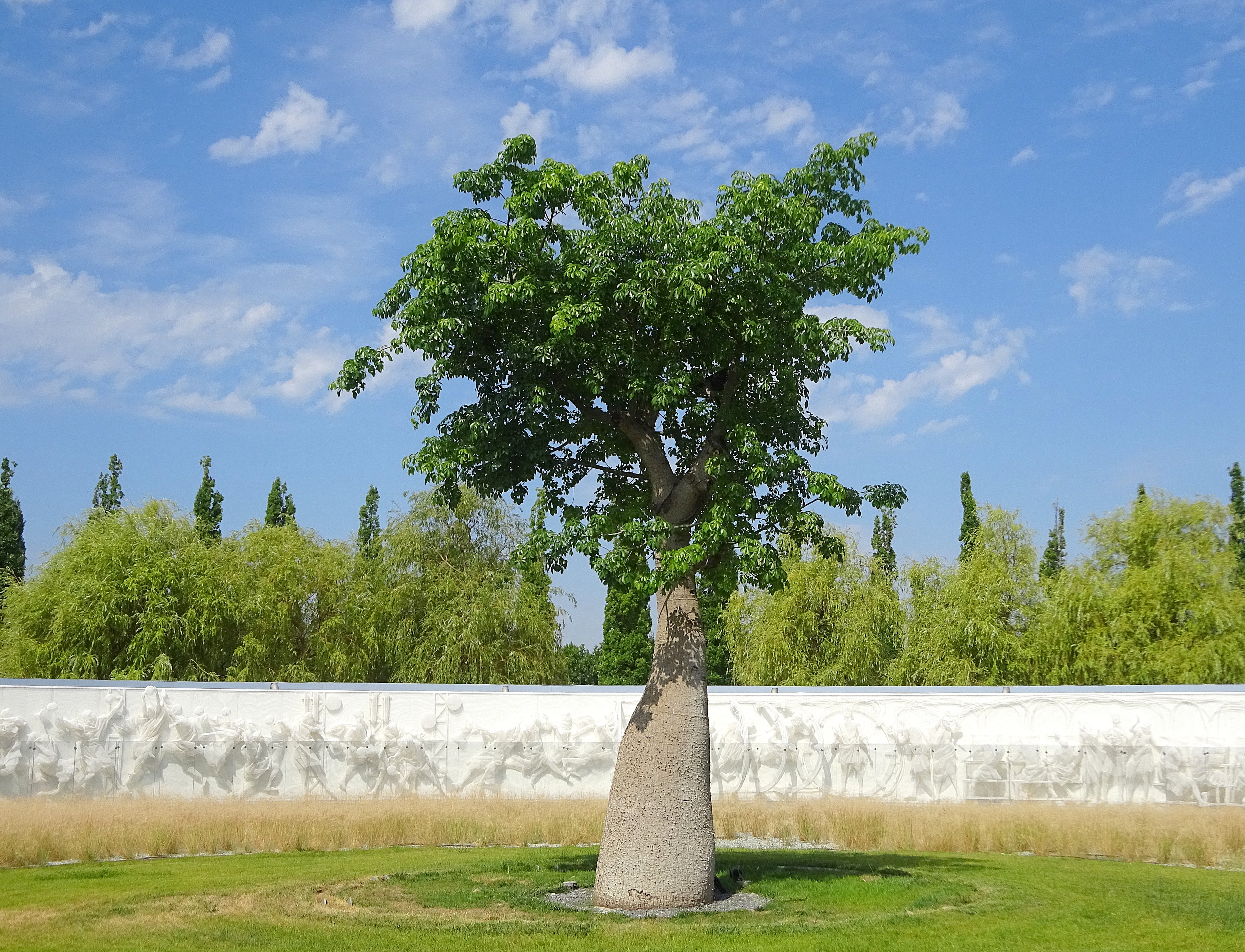 Бутылочное дерево Хоризия в парке Галицкого