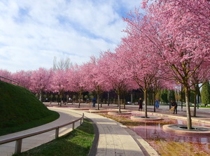 Волшебное цветение сливы