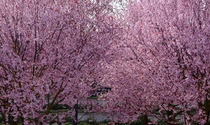 Завеса весны