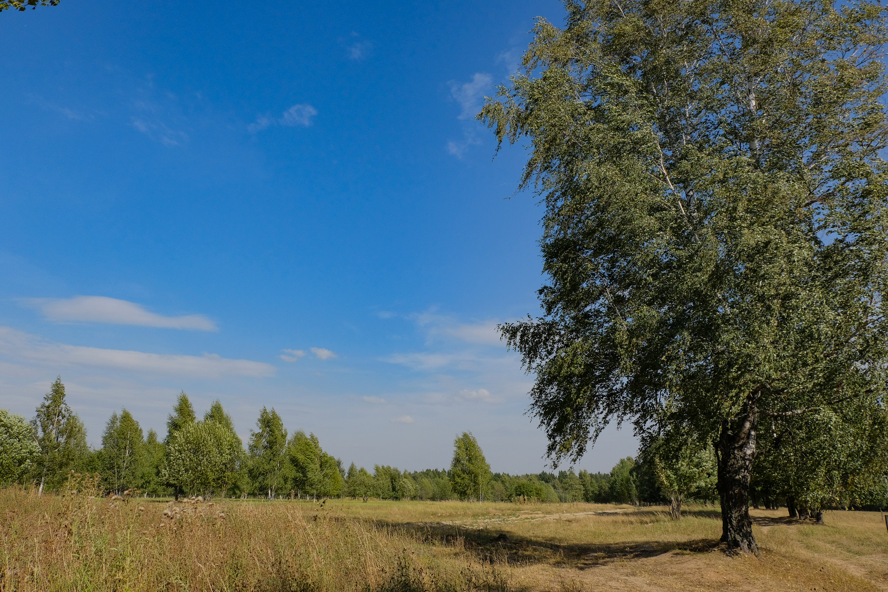 Подмосковье 50. Природа Карталинского района. Жара на Южном Урале. Печерники Слободка фото леса. Шайма Костромская область лес фото Весна.