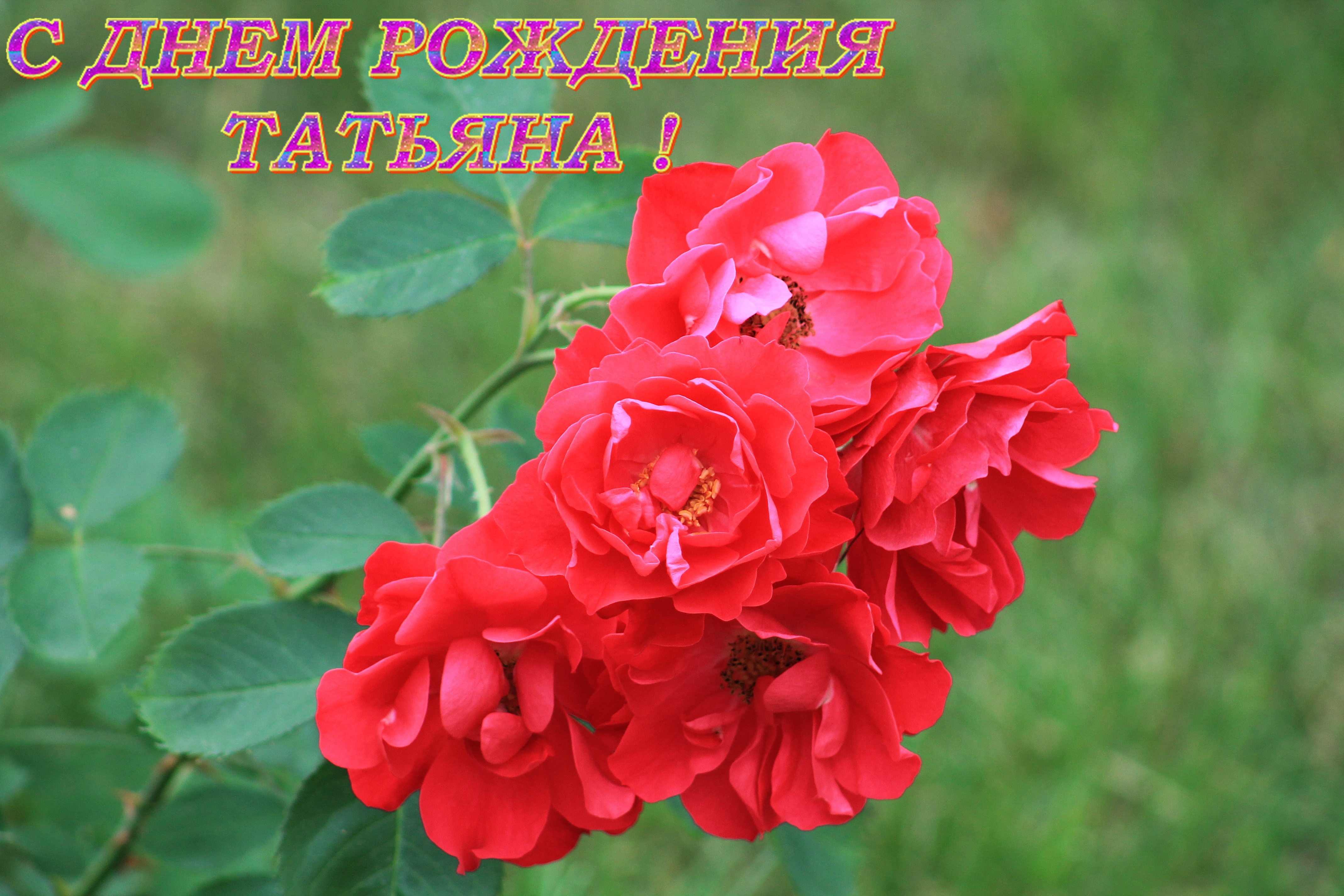 Танюшка с днем рождения картинки