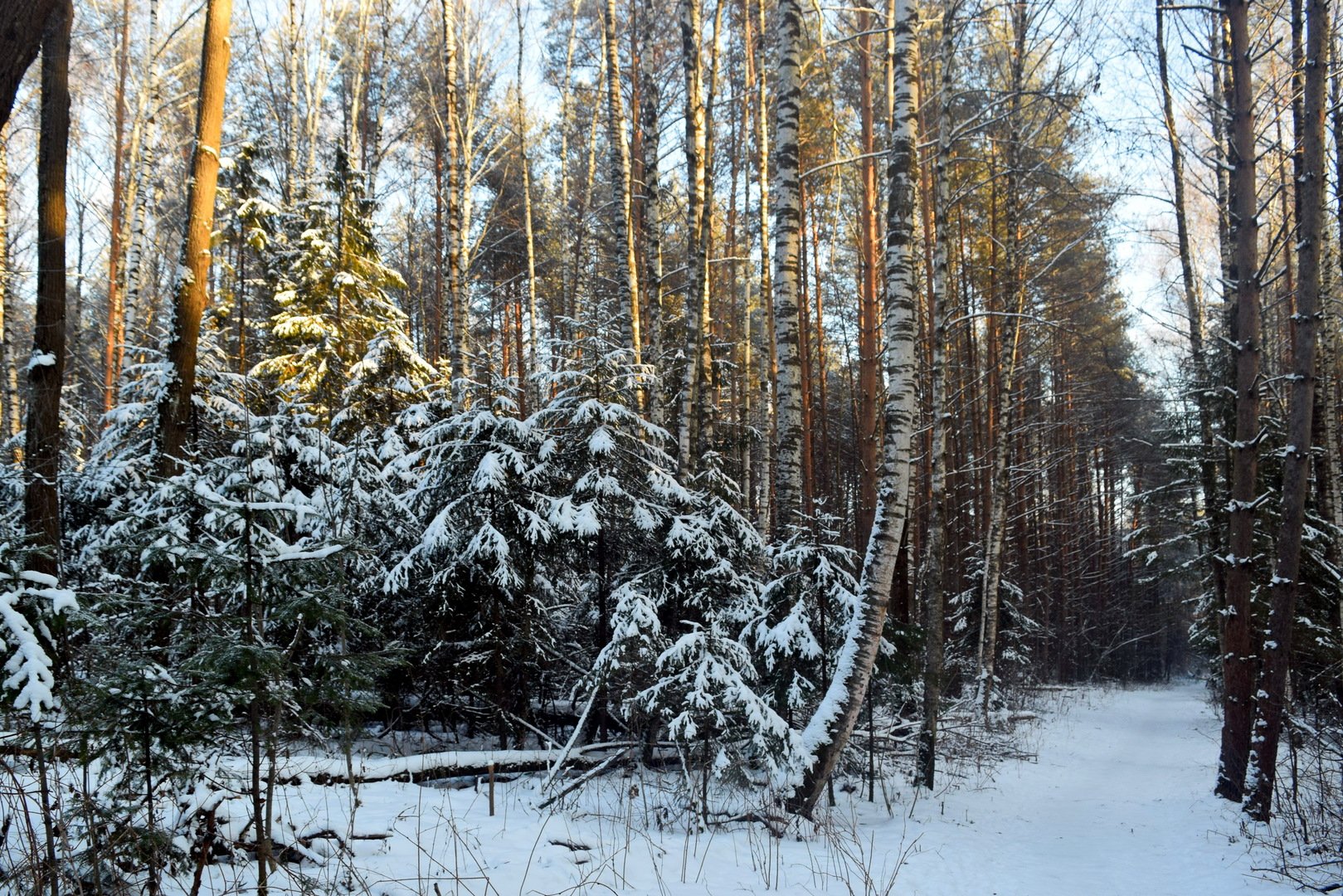 Фото Лесной Зимы