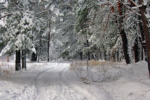 зимняя дорога в лес