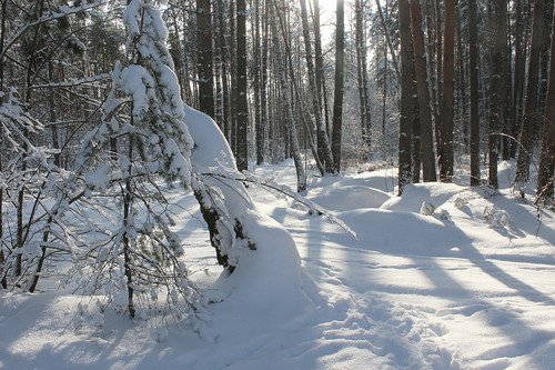 картинка зимнего леса
