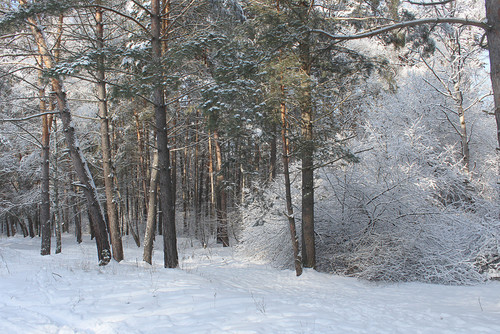 зимний лес