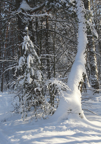 чудеса зимнего леса