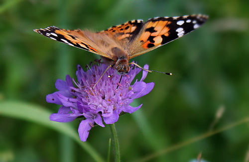 бабочка на цветке короставника