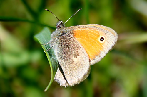 бабочка на травинке