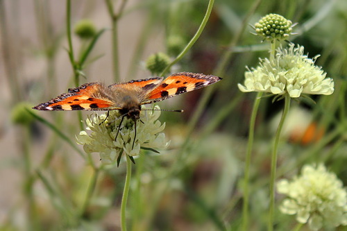 летний этюд с бабочкой и цветами короставника