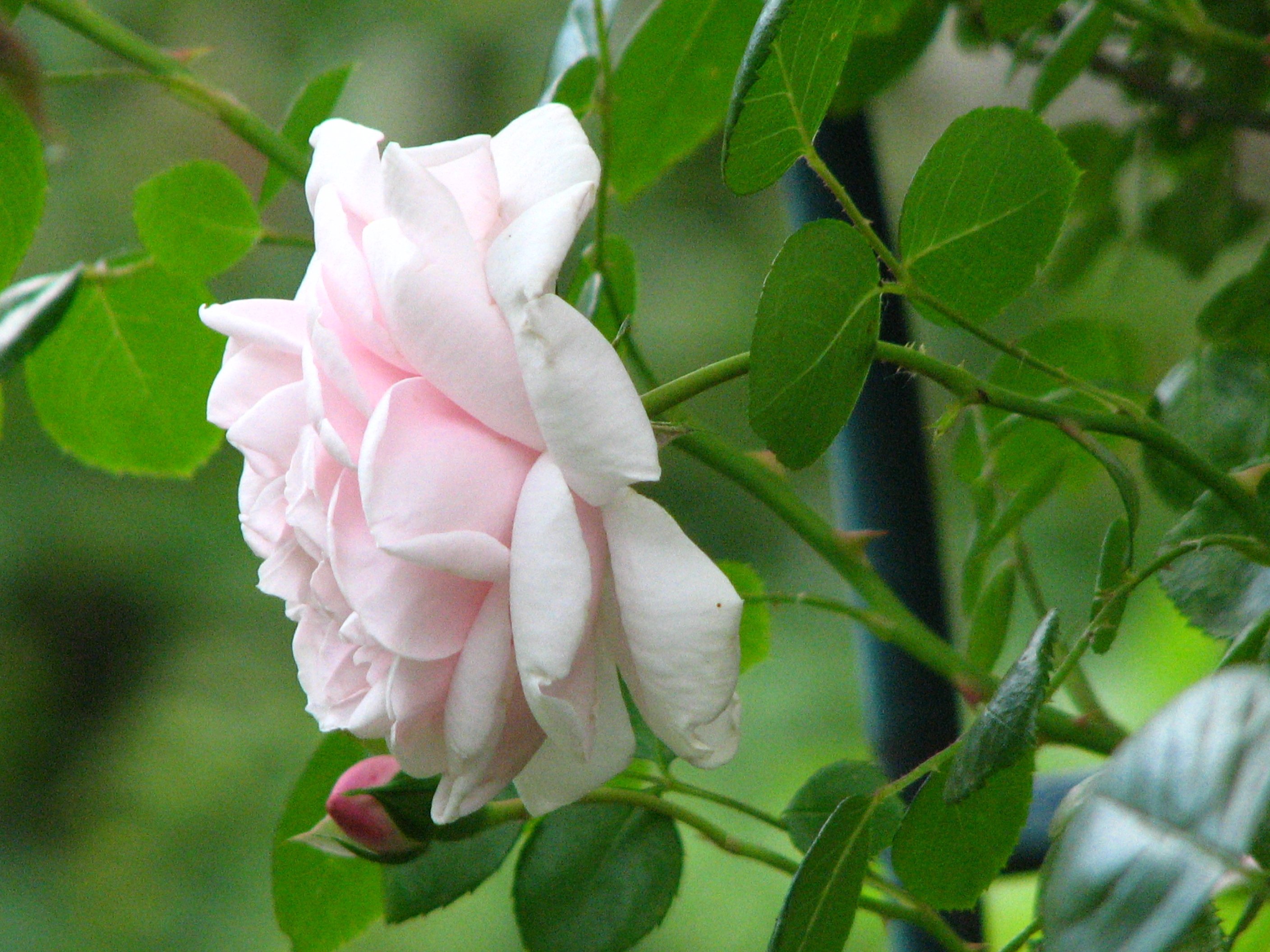 Запах розы. Какой цветок сладко пахнет. Сладко пахнет резедой