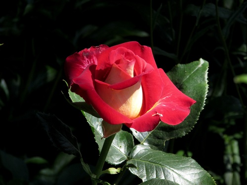 "Роза - символ совершенства"