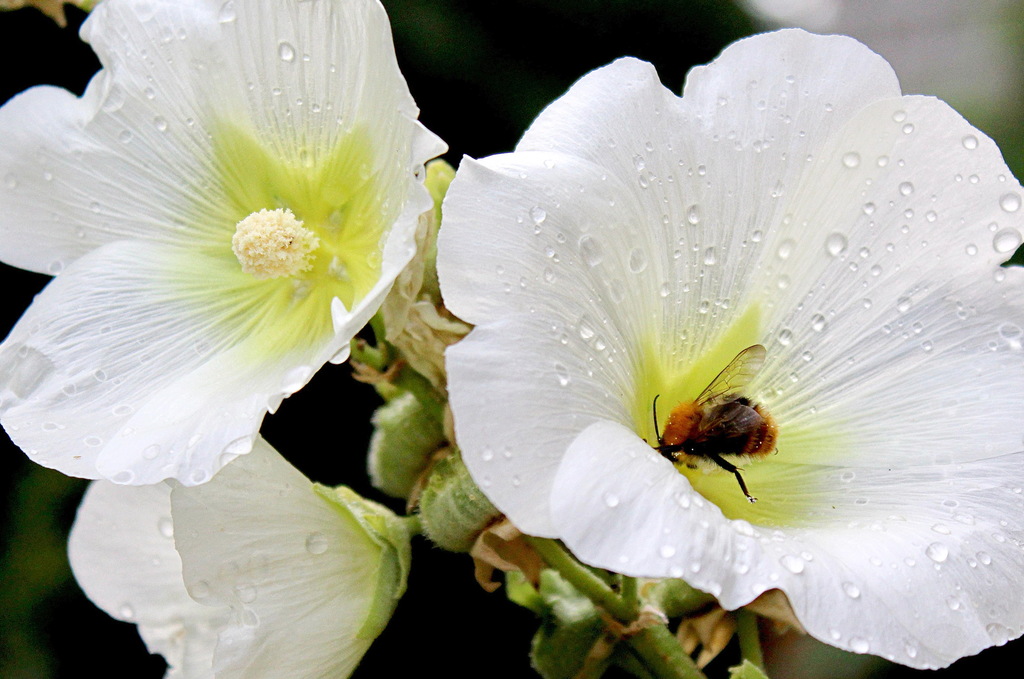 Malva marina trinidad reyes basoalto