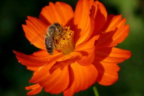 оранжевая космея и пчела